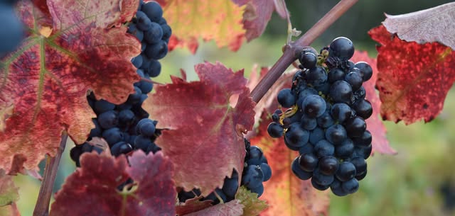 This Sunday at 1 PM