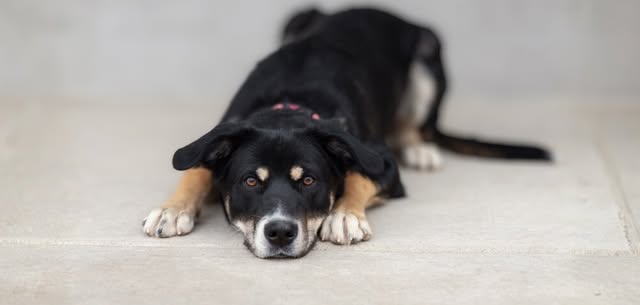 Paws and Petals Bake Sale