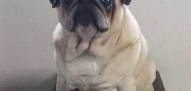 January Pug Meetup (first one in 2026 🎇)