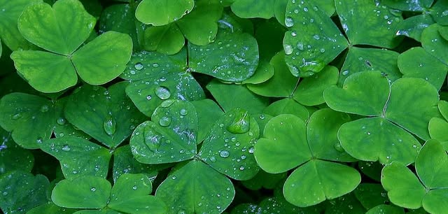 Salute to Saint Patrick / Corned Beef & Cabbage Specials