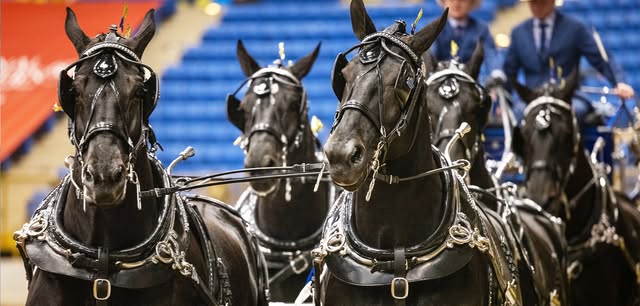 Draft Horse, Mule & Donkey Shows