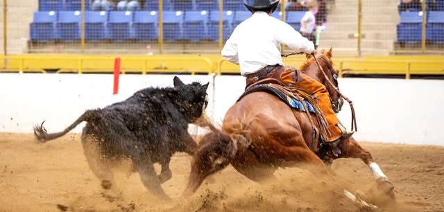 Performance Horse Showdown