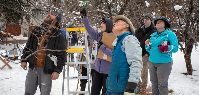 Winter Fruit Tree Care: Pruning Apple & Pear Trees